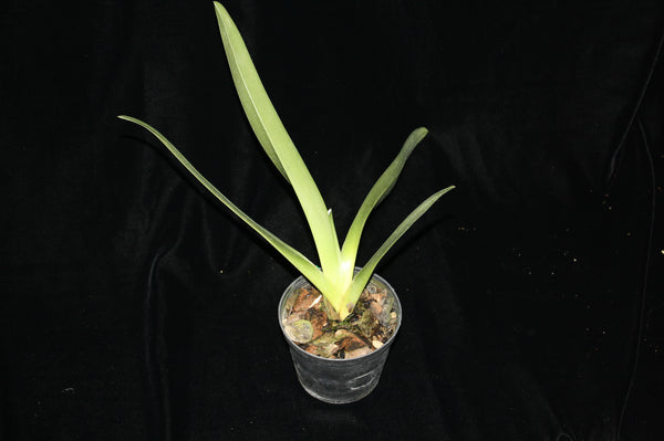 Paphiopedilum dianthum
