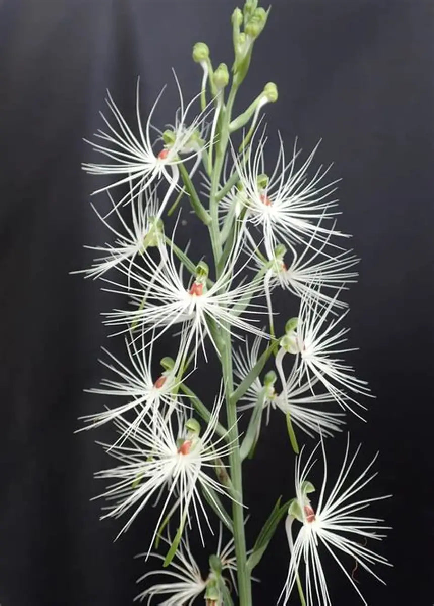Habenaria medusae