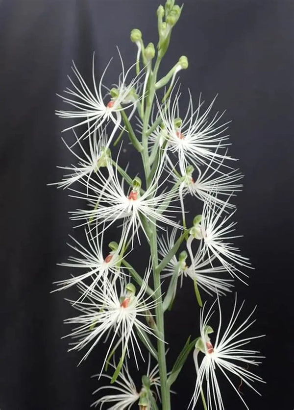 Habenaria medusae
