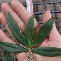 Pennilabium struthio