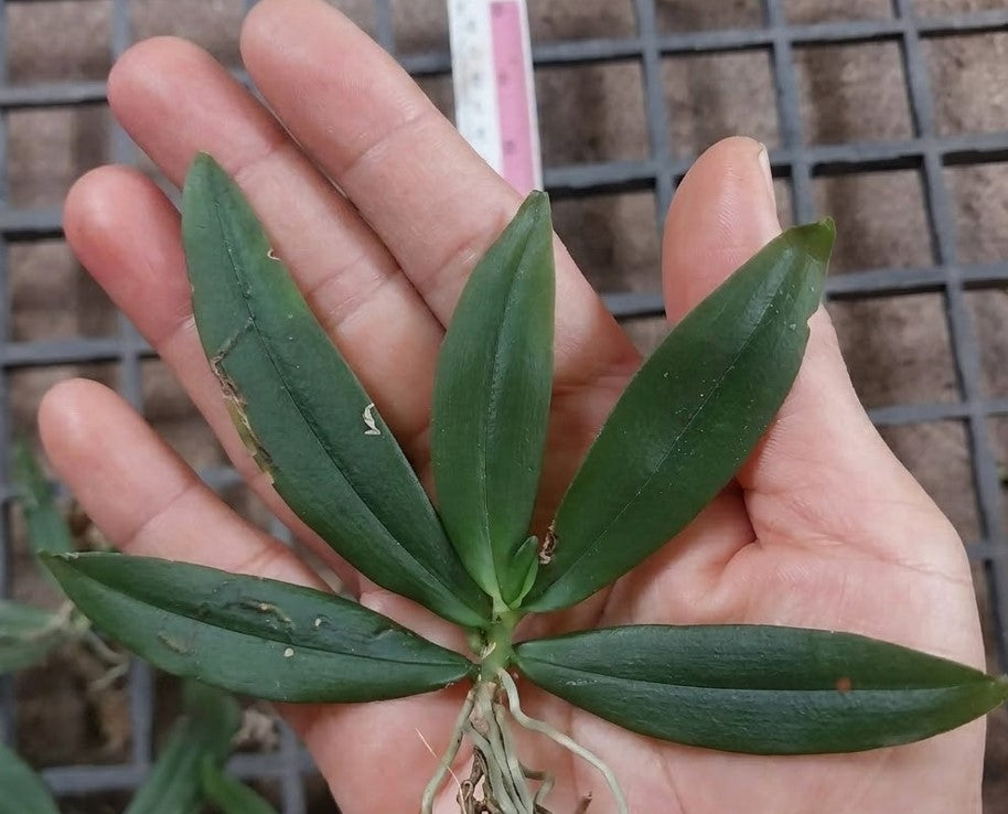 Pennilabium struthio