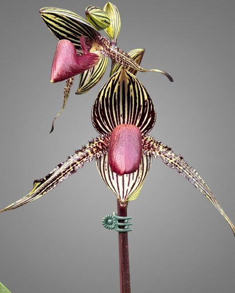 Paphiopedilum rothschildianum