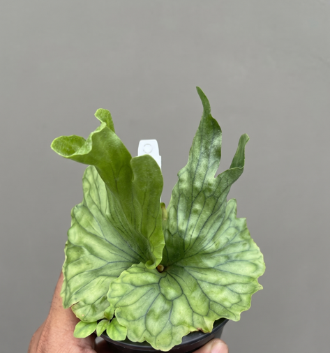 Platycerium