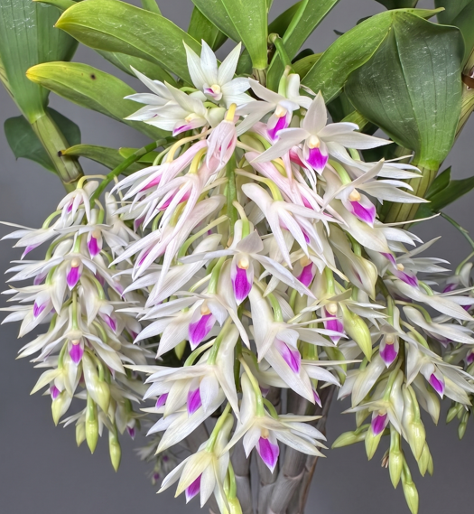 Dendrobium