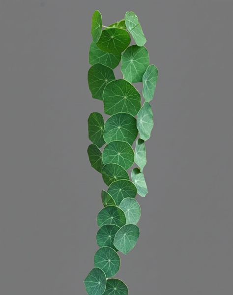 Stephania erecta (ステファニアエレクタ)