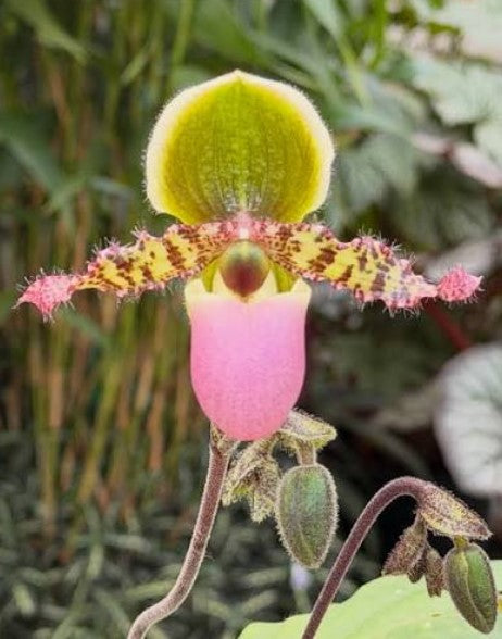 Paphiopedilum dodyanum