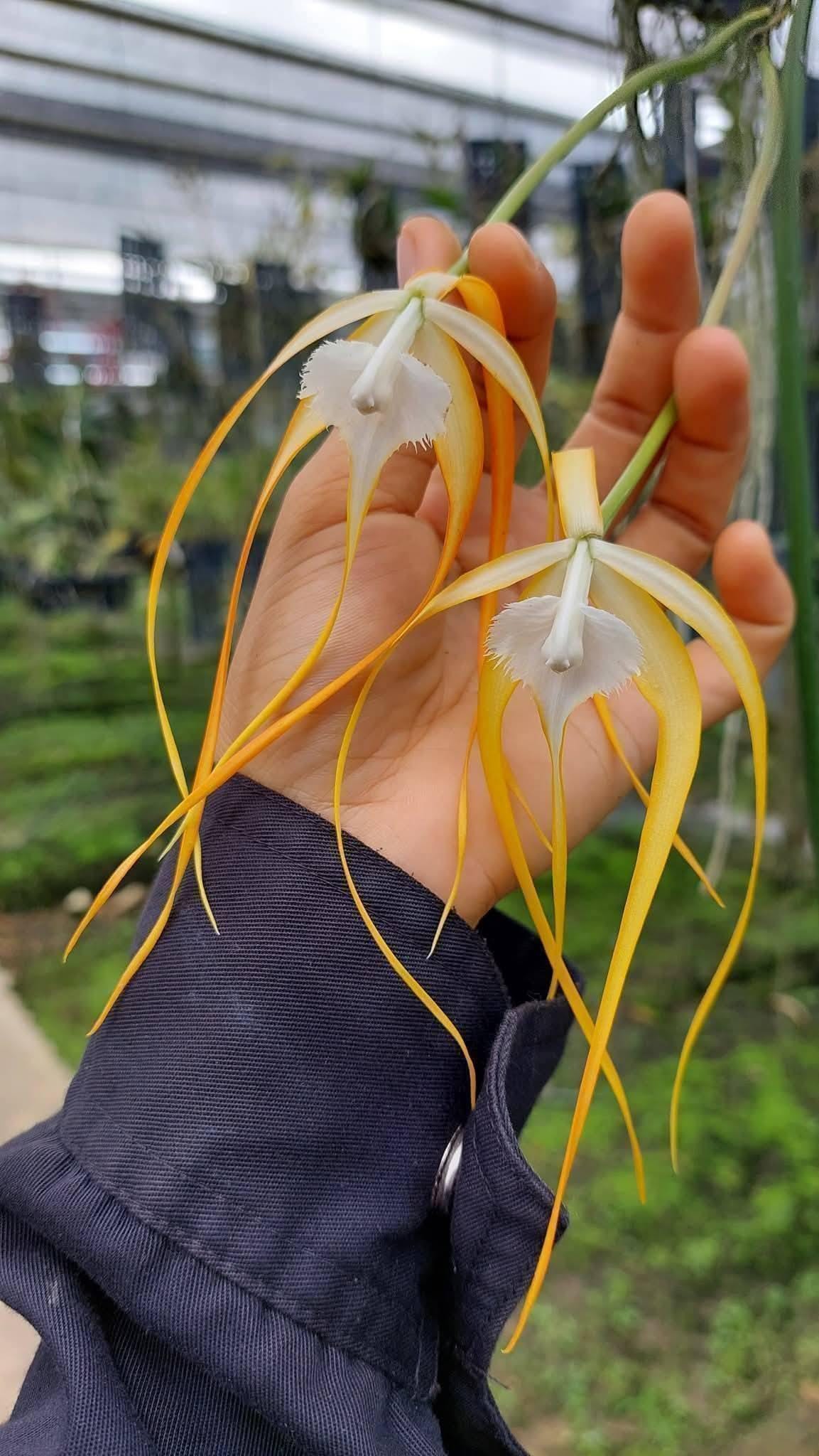Brassavola cucullata (Red Form) 1 Plant Orchid (Bloom Size)