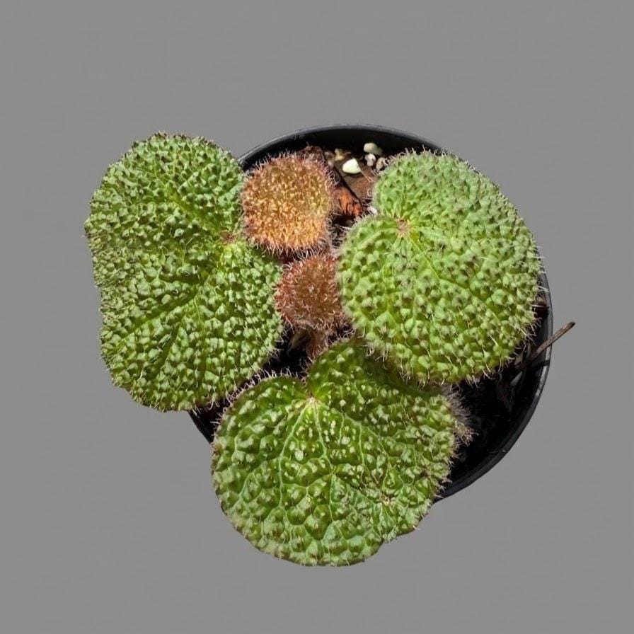 Begonia sp.  Rare Compact Species, Begonia Collection