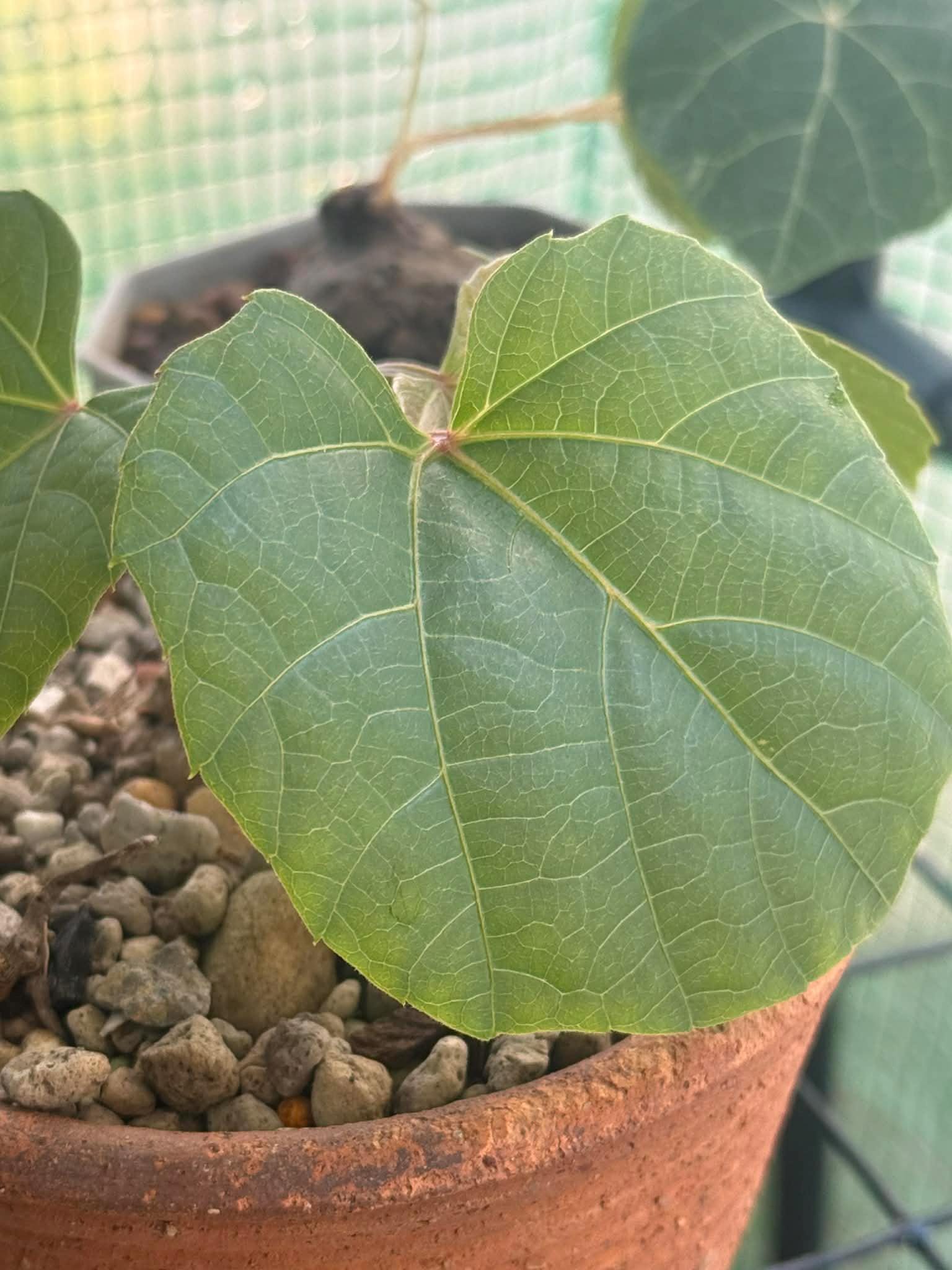 Anperoshissasu Marutini アンペロシッサス・マルティニ   1 Plant Caudex plant Ampelocissus Martini Wild Grape