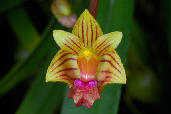 Bulbophyllum capillipes