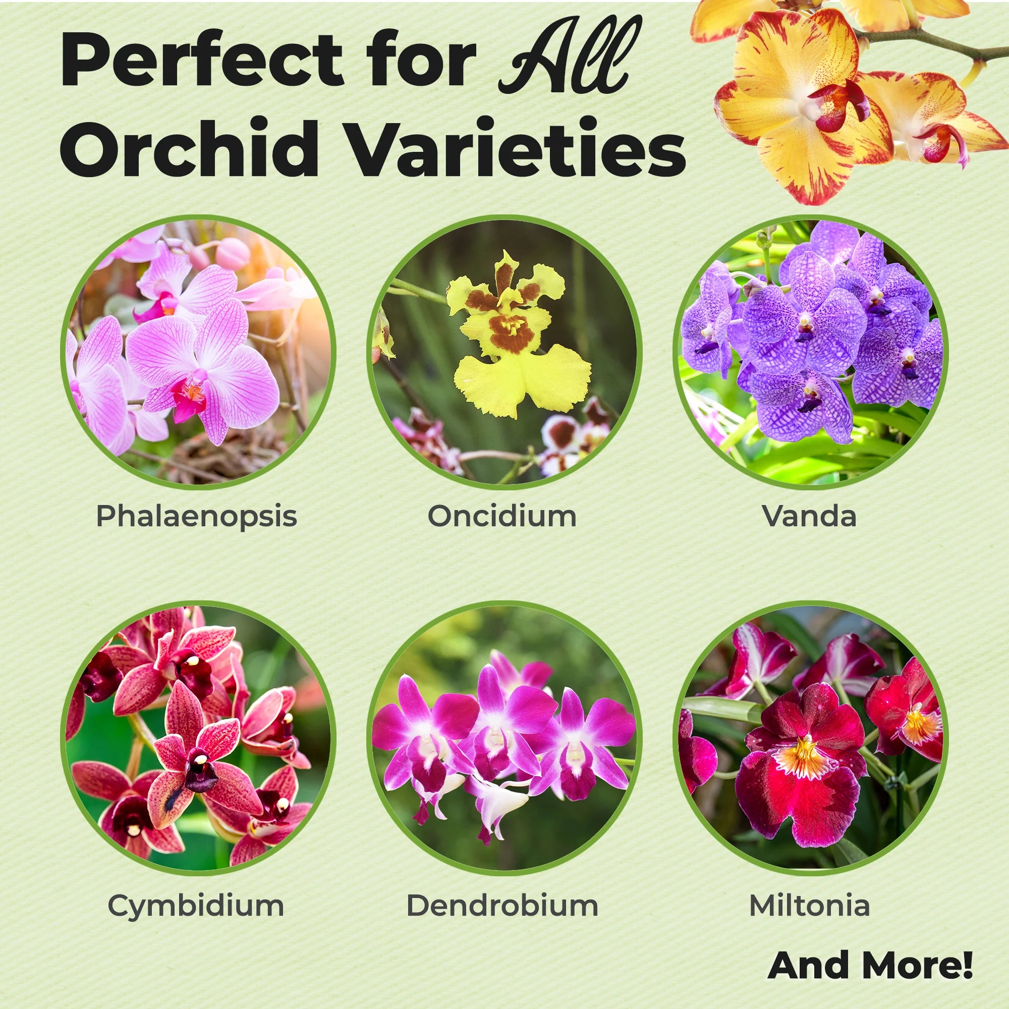 Orchid Food Mist