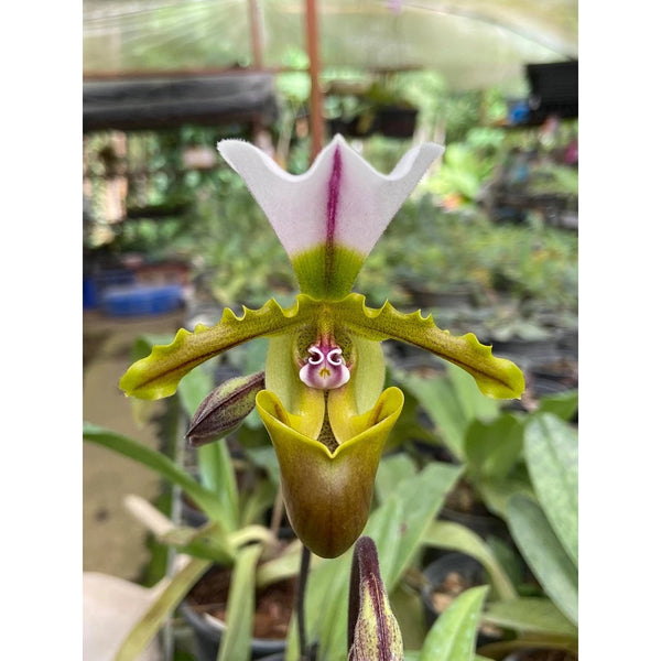 Paphiopedilum spicerianum
