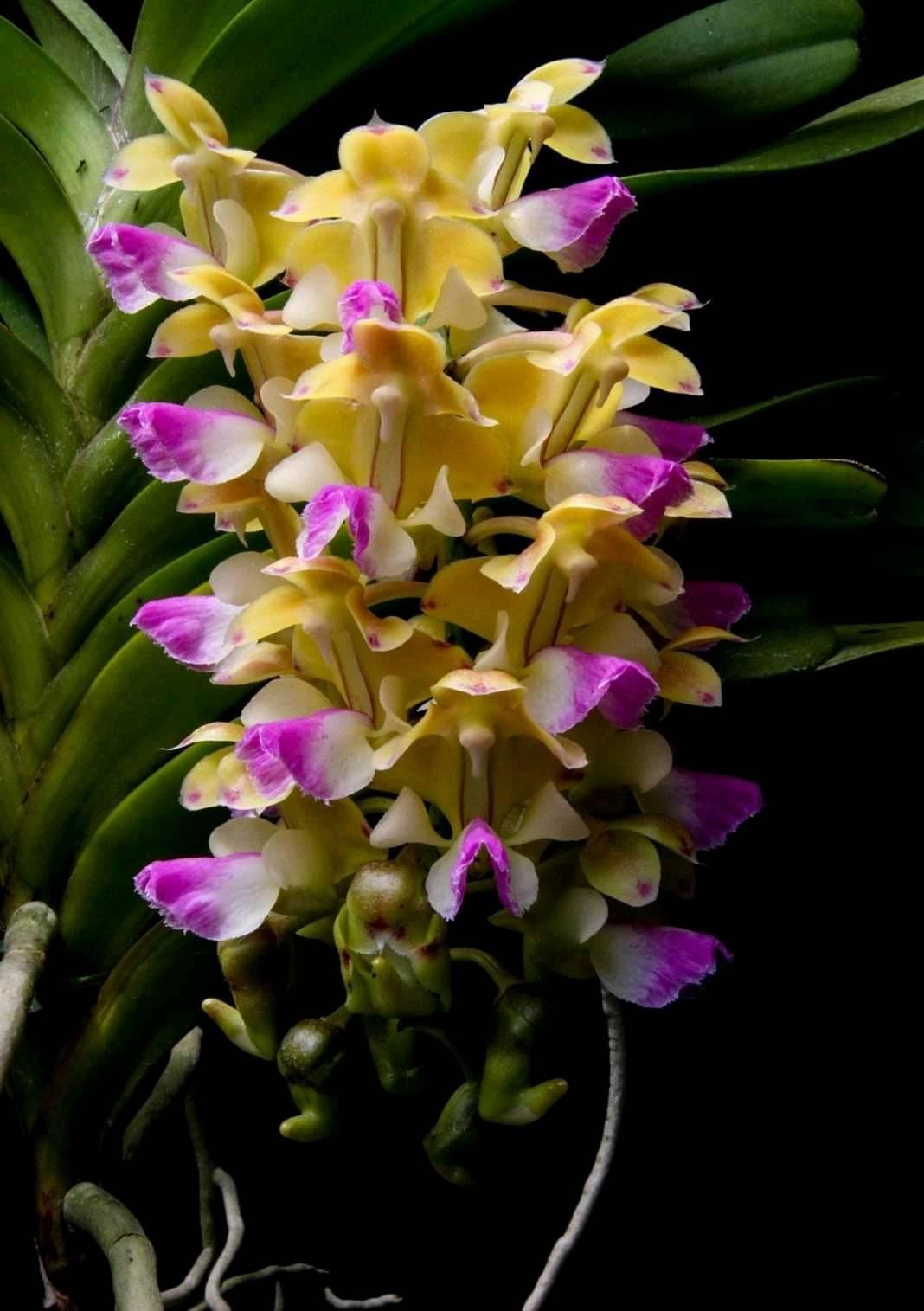 Aerides houlletiana Orchid Plant (Starter Size) – Yellow Purple Blooms