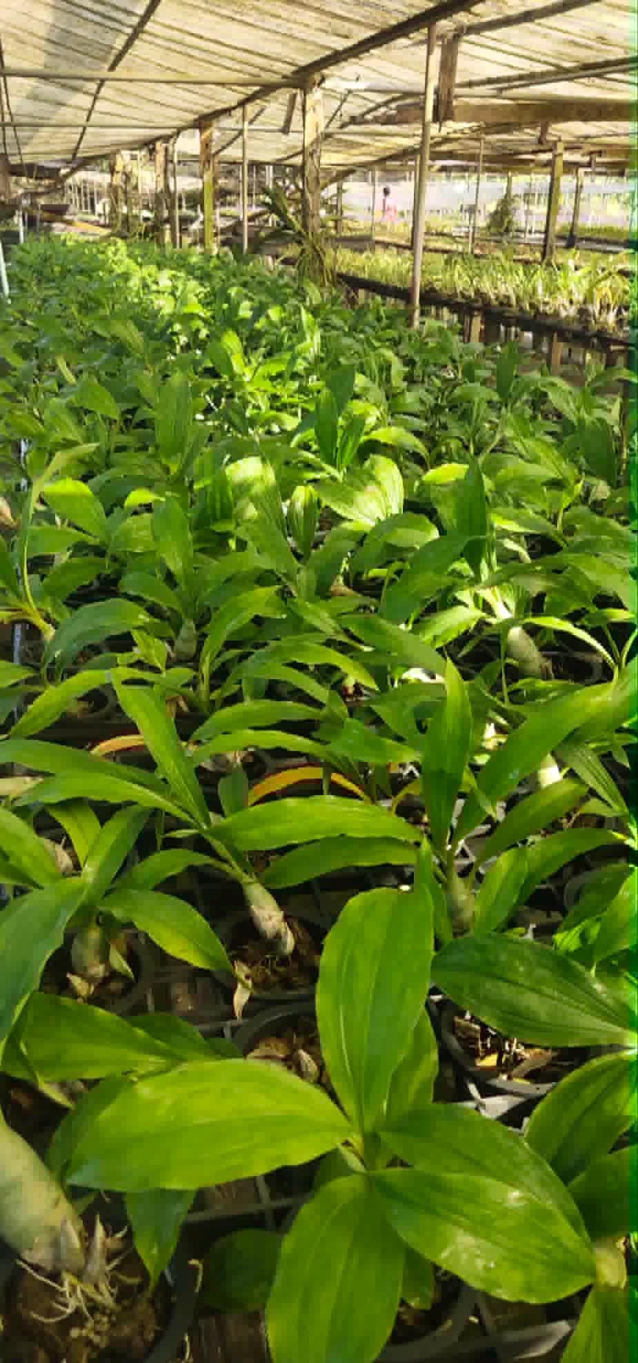 Catasetum Penang Hybrid Orchid: Rare Bloom Size Plant (3.5" Pot)