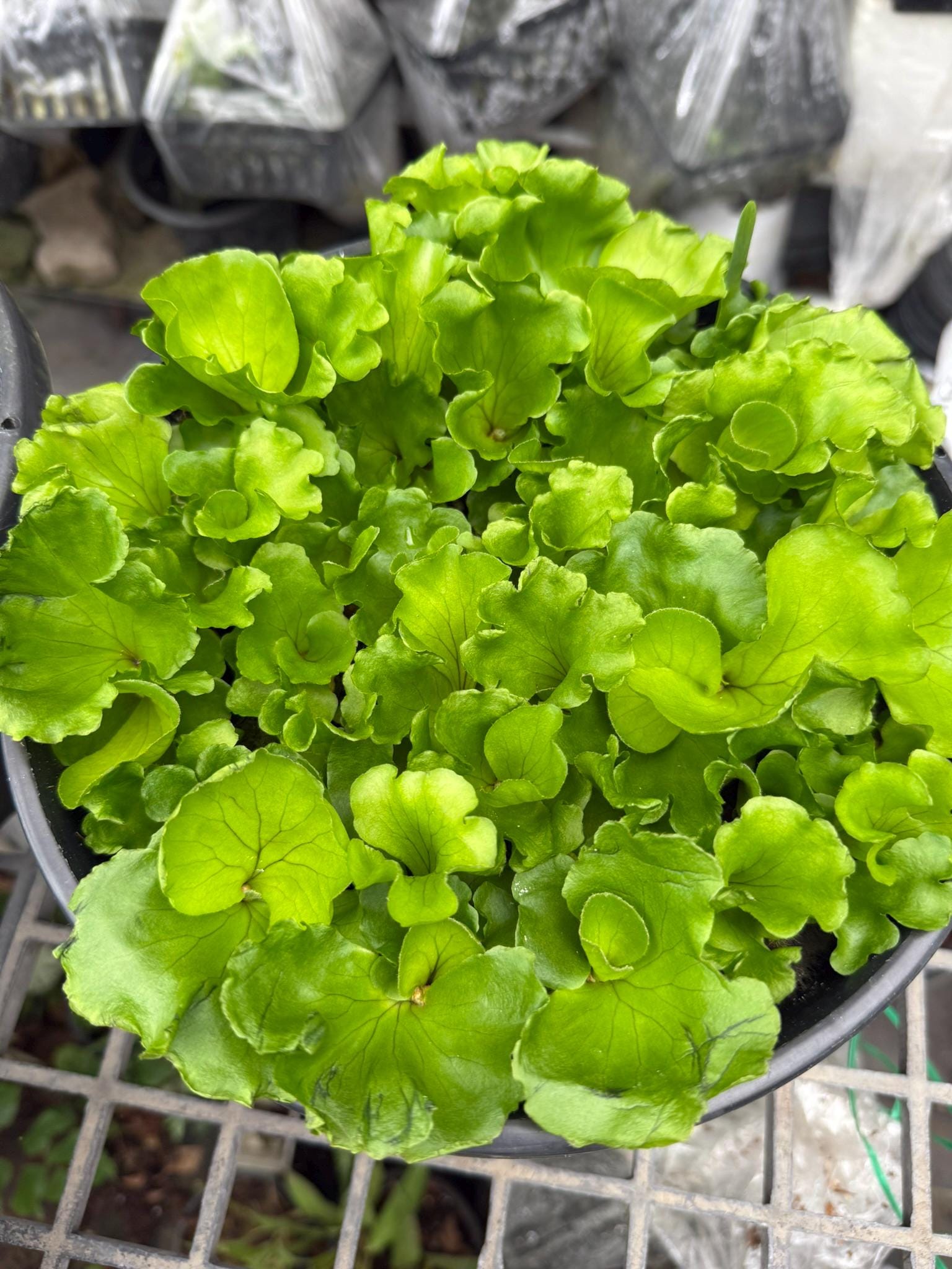 A x Platycerium ridleyi "Monkey King"  Staghorn Fern - 1 Plant (Plant A)