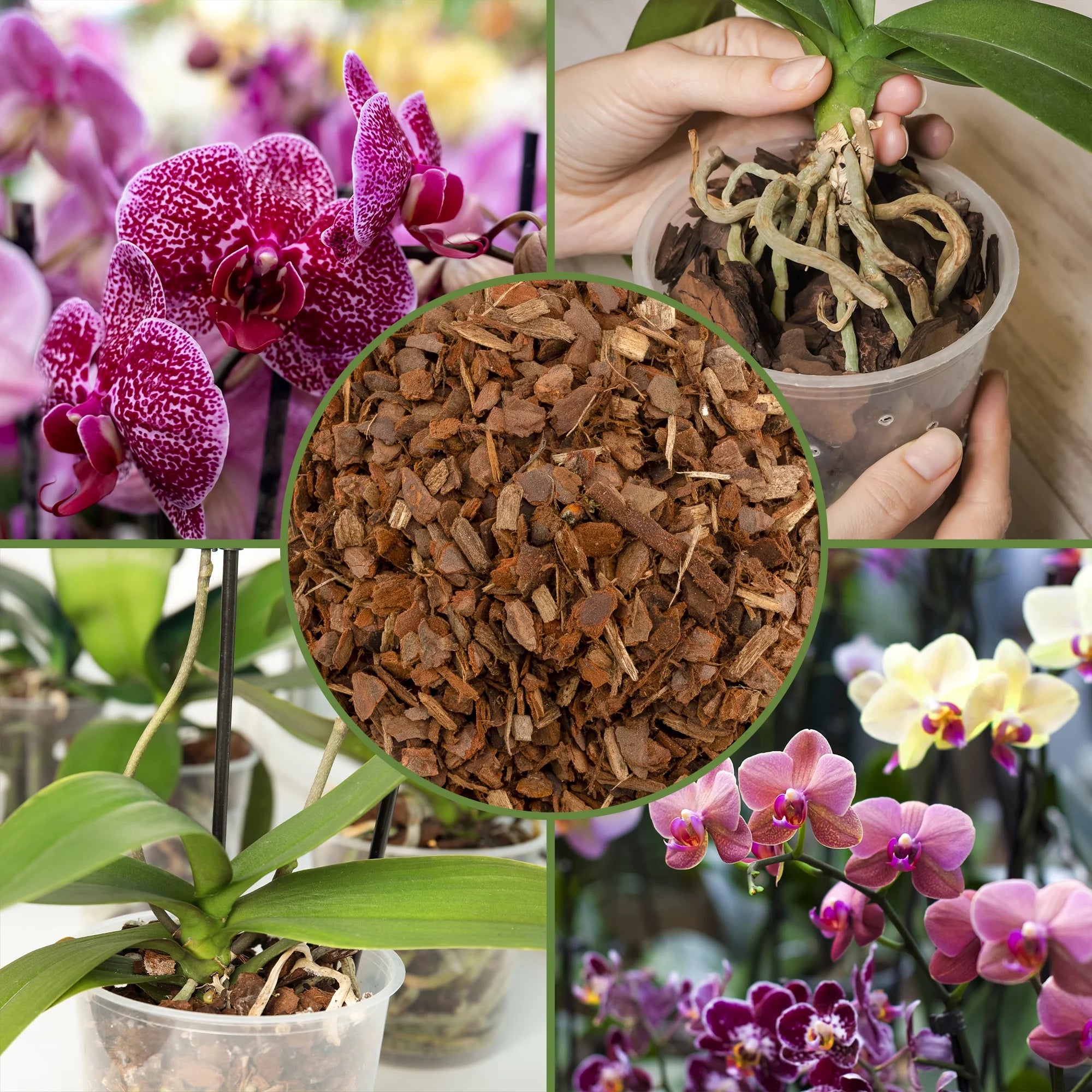 100% Organic Orchid Potting Bark (2 Quarts), All-Natural Usa-Sourced Pine Bark Orchid Mix Additive