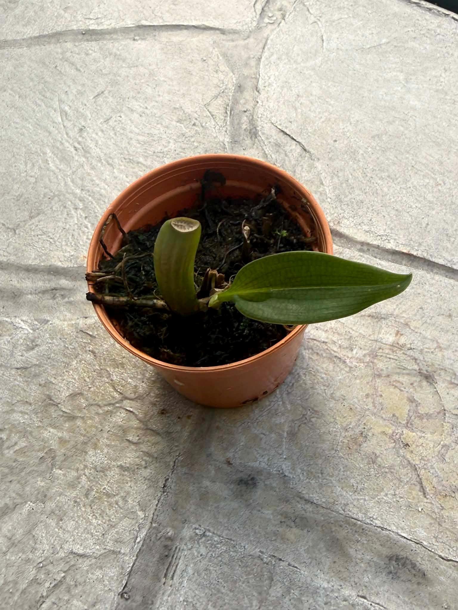 Bulbophyllum binnendijkii (Red)  Rare  Bulbophyllum Orchid  1 Plant Starter Size