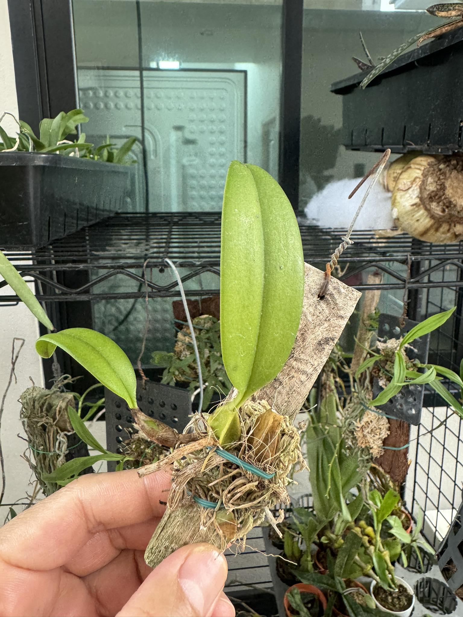Bulbophyllum dentiferum - Rare Bloom Size Bulbophyllum Orchids Exotic Orchid plant
