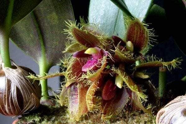 Bulbophyllum dayanum Orchid Plant: Mounted Epiphytic Species (Bloom Size)