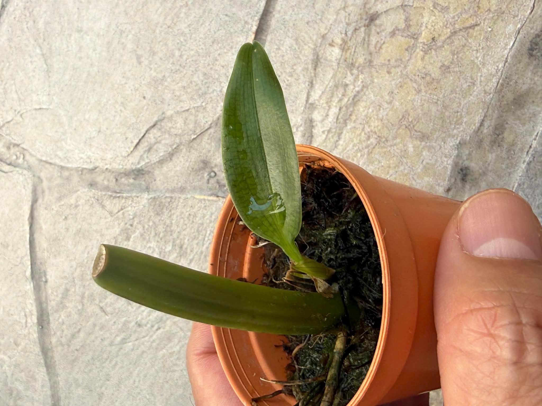 Bulbophyllum binnendijkii (Red)  Rare  Bulbophyllum Orchid  1 Plant Starter Size