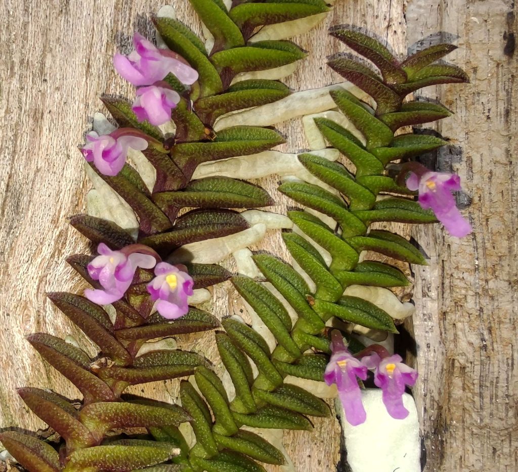 Schoenorchis scolopendria