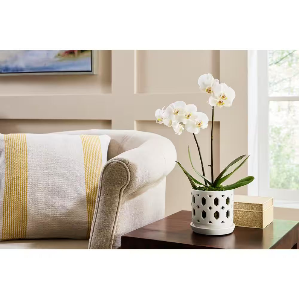 Dixie Small White Ceramic round Orchid Planter with Drainage Holes and Attached Saucer (5 In. L X 5 In. W X 5 In. H)