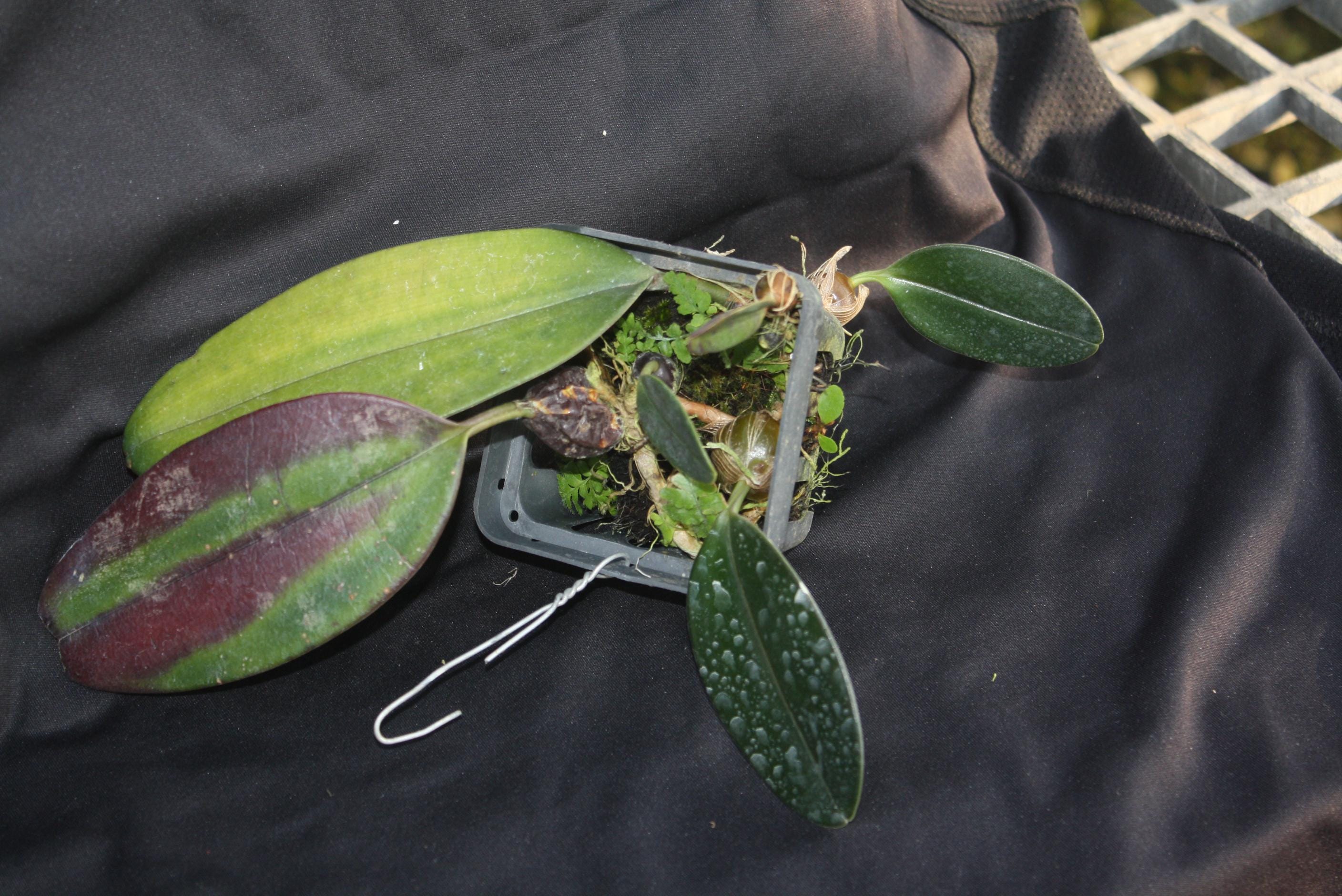 Bulbophyllum dayanum Orchid Plant: Mounted Epiphytic Species (Bloom Size)
