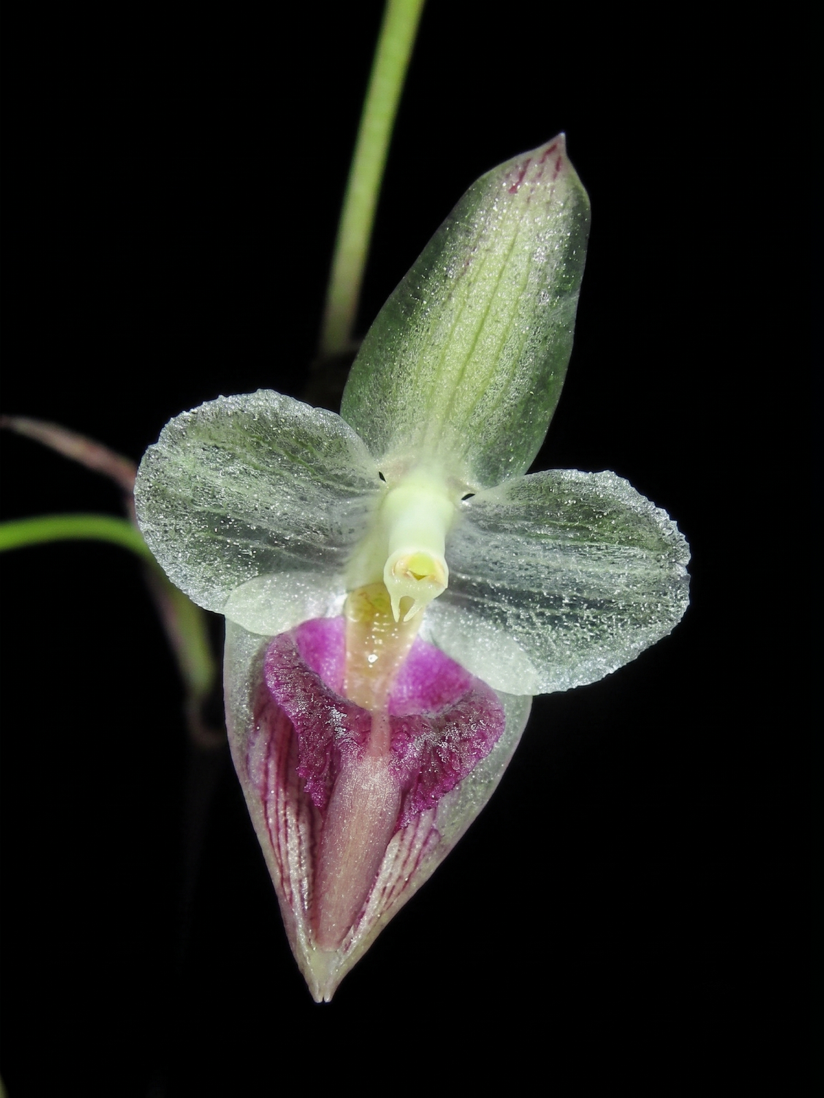 Bulbophyllum rimannii