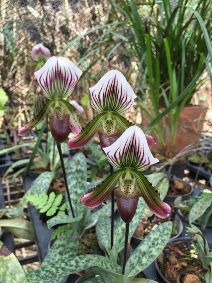 Paphiopedilum callosum Orchid Plant: Rare Lady Slipper Bloom Size