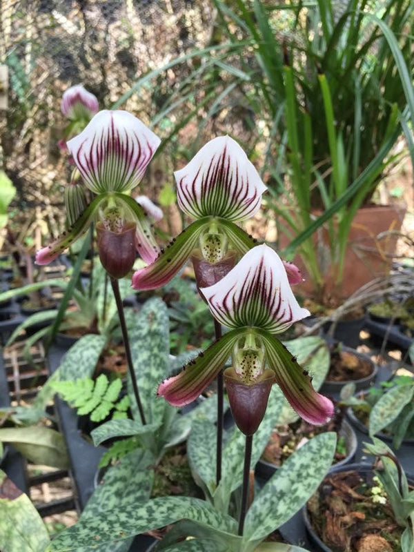 Paphiopedilum callosum Orchid Plant: Rare Lady Slipper Bloom Size