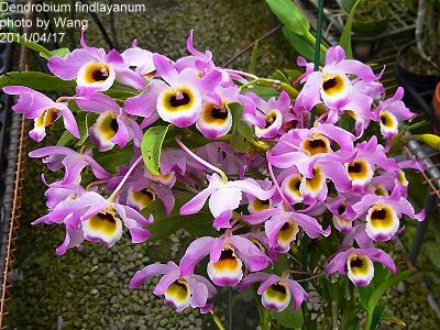 Fragrant - Dendrobium findlayanum v. oculatum x sib (bloom size)