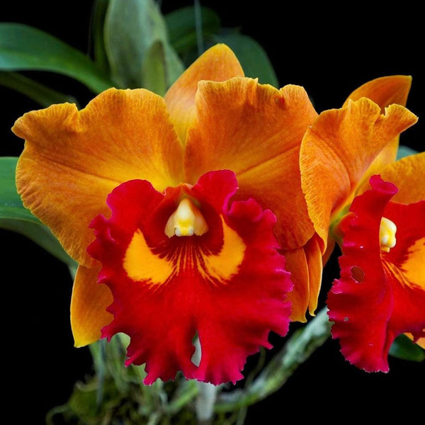 Cattleya & Laelia