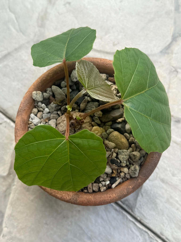 Anperoshissasu Marutini アンペロシッサス・マルティニ  (Wild Grape)