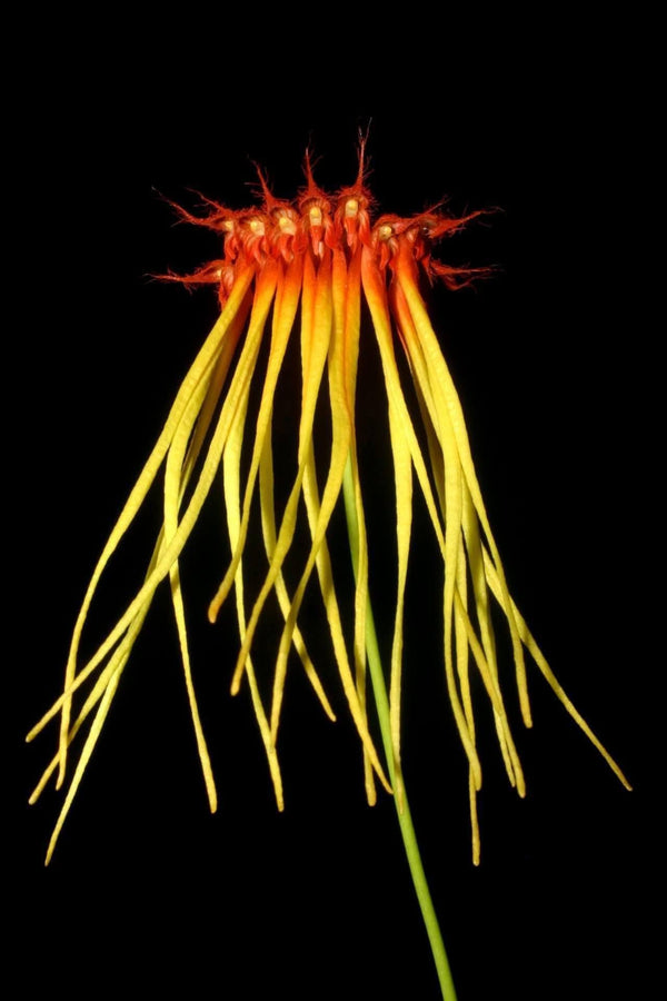 Bulbophyllum hirundinis Mini Bulbophyllum (Rare Collector's Item)
