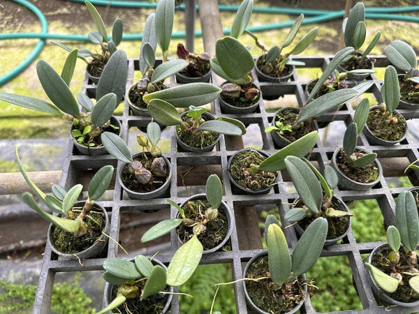 Bulbophyllum frostii 1 Plant Orchid (Rare Collector's Item)