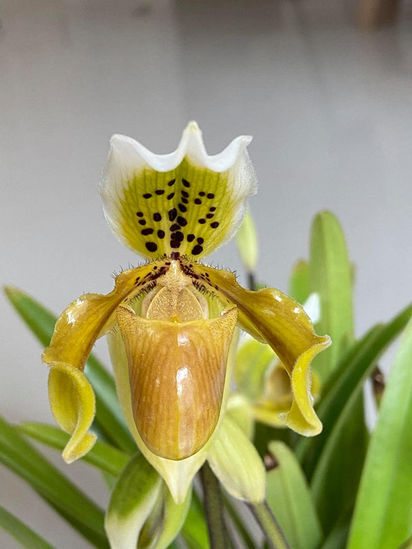 Paphiopedilum exul 1 Plant Lady slipper Orchid (Rare Collector's Item) Thailand orchid