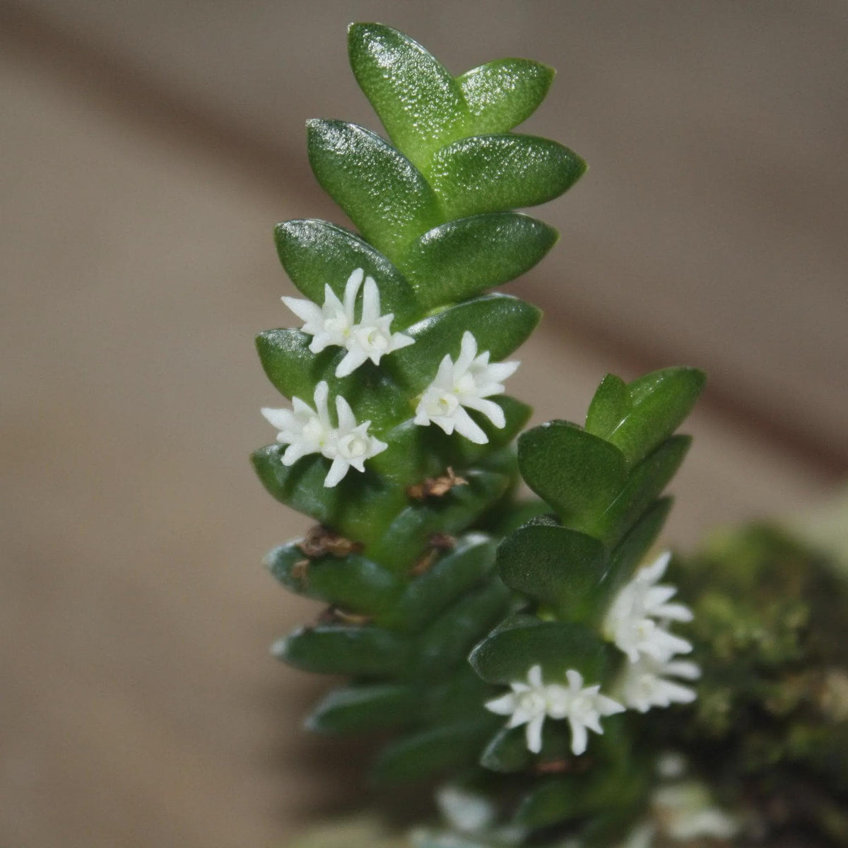 Microsaccus griffithii Orchid Plant: Mounted Epiphytic Species (Bloom Size) Terrarium orchid