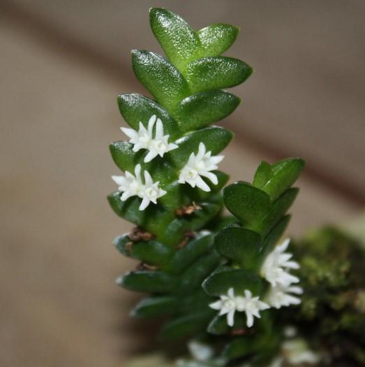 Microsaccus griffithii Orchid Plant: Mounted Epiphytic Species (Bloom Size) Terrarium orchid
