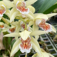 Coelogyne asperata
