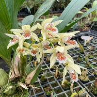 Coelogyne asperata