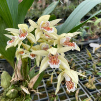 Coelogyne asperata