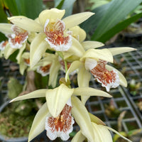 Coelogyne asperata