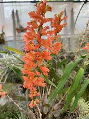 Dendrobium faciferum Orchid Plant, Bloom Size, 4" Pot