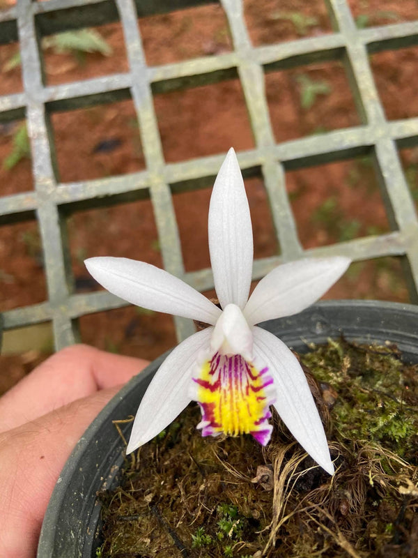 Pleione maculata Orchid Plant, Spotted Bloom Size (1" Pot)