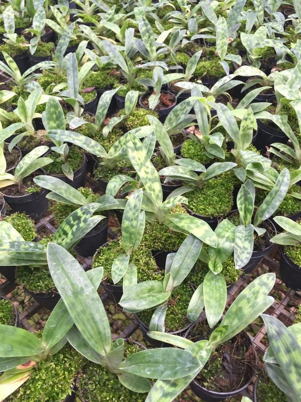 Paphiopedilum callosum Orchid Plant: Rare Lady Slipper Bloom Size