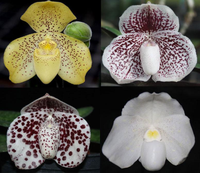 Collezione di Paphiopedilum (A scelta del negozio)