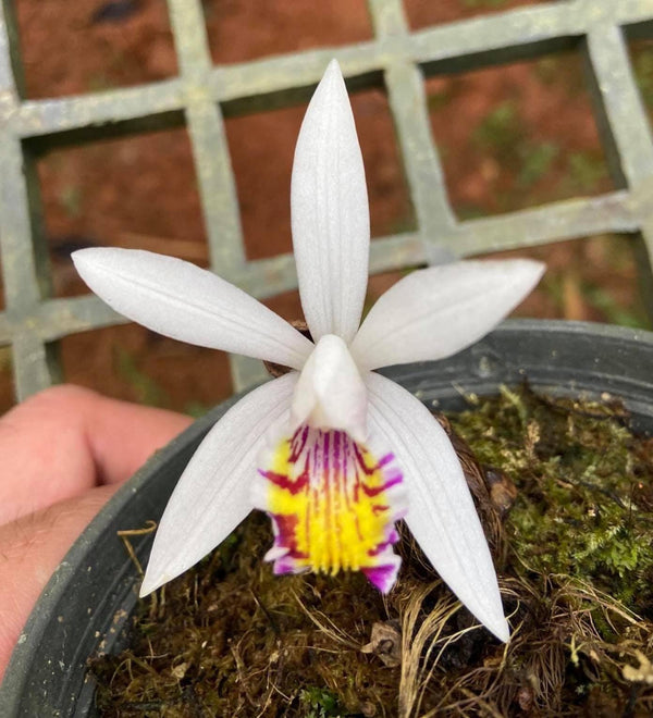 Pleione maculata Orchid Plant, Spotted Bloom Size (1" Pot)