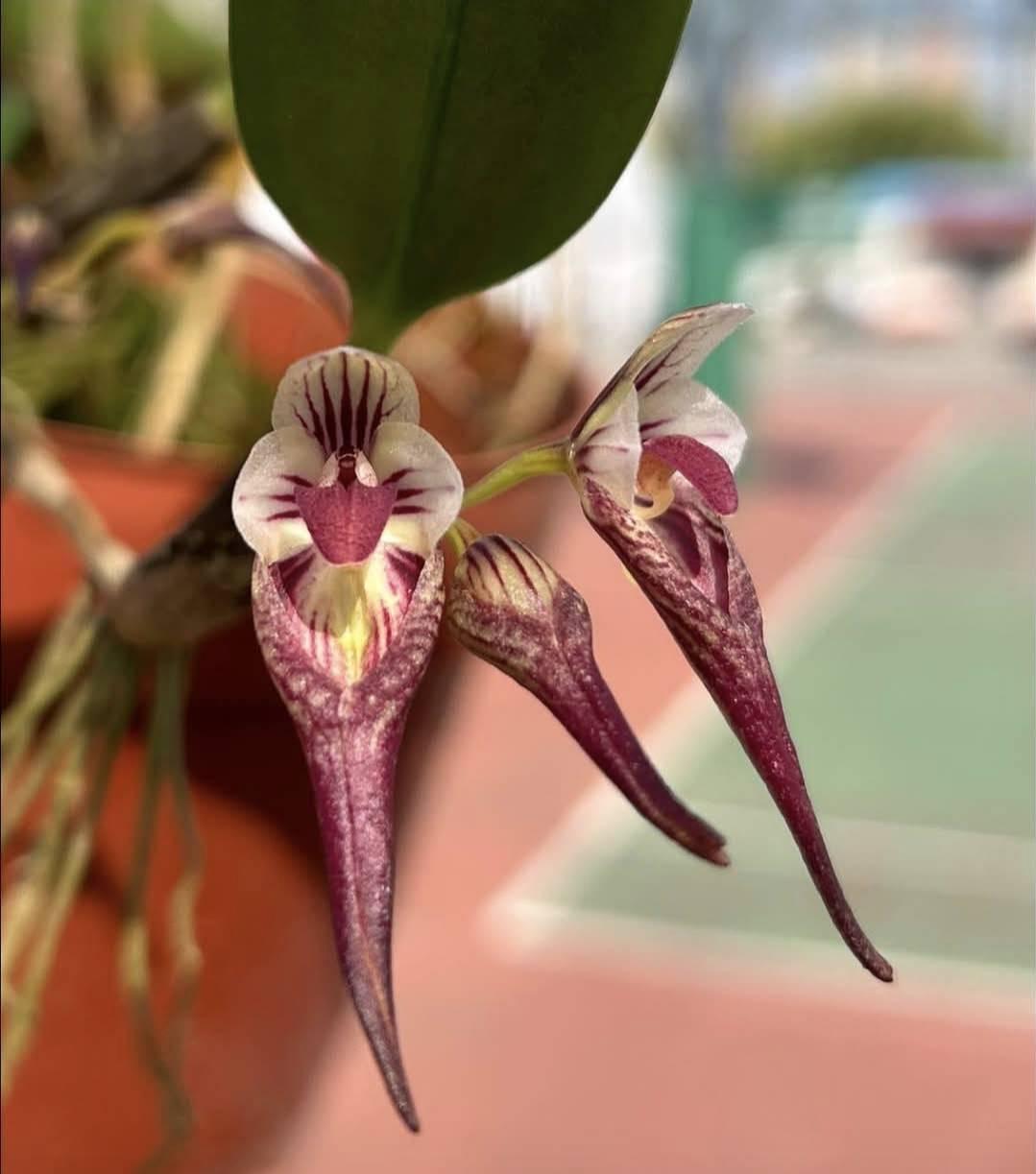 Bulbophyllum emarginatum 1 Orchid Plant, Bloom Size,Mini Orchid Collection