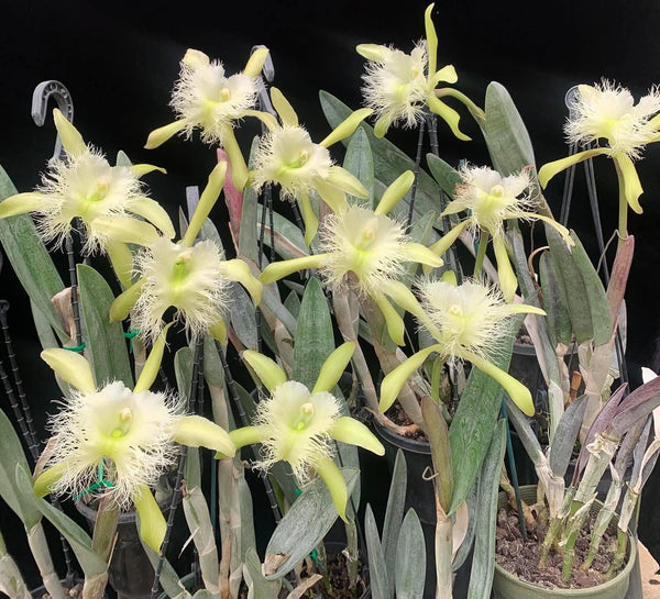 Rhyncholaelia digbyana (Rare Collector's Species – Cattleya digbayana)