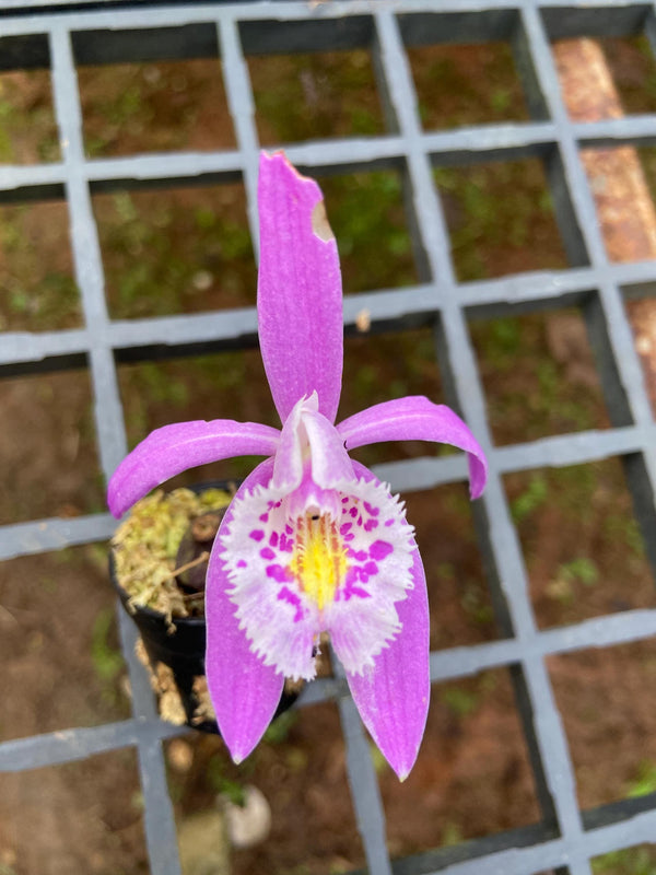 Pleione praecox Orchid Plant, Pink Bloom Size (1" Pot)